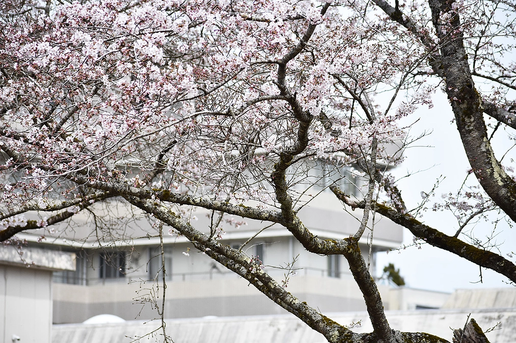 【近況報告】4月12日 桜が咲く頃に