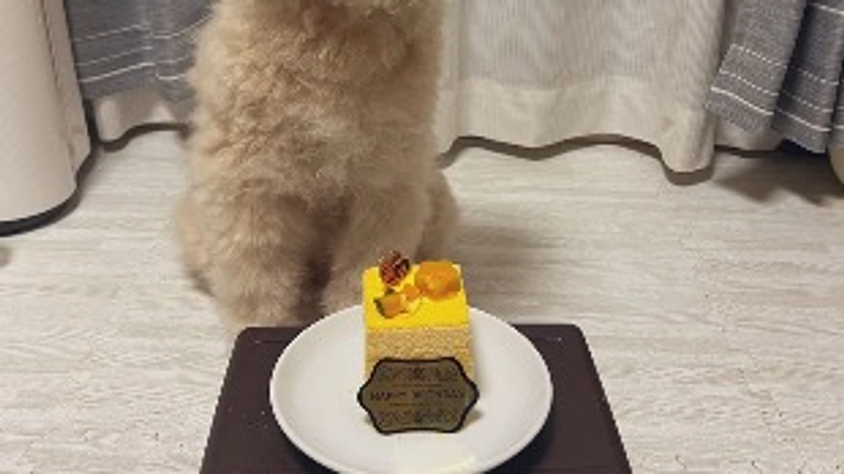 12歳になりました！