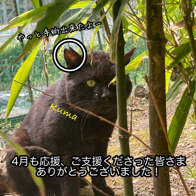 継続寄付3月分のご報告と4月の収支報告