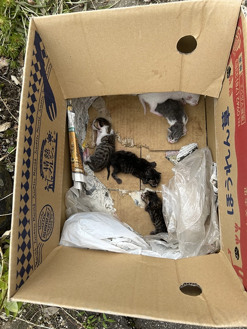 昨日、親子猫の遺棄がありました