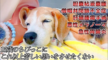 大病続きの15歳保護犬ちびっこに適切な治療を受けさせてあげたい のトップ画像