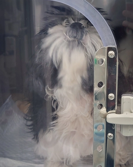 3か月検診で術後合併症が起きて入院しています。