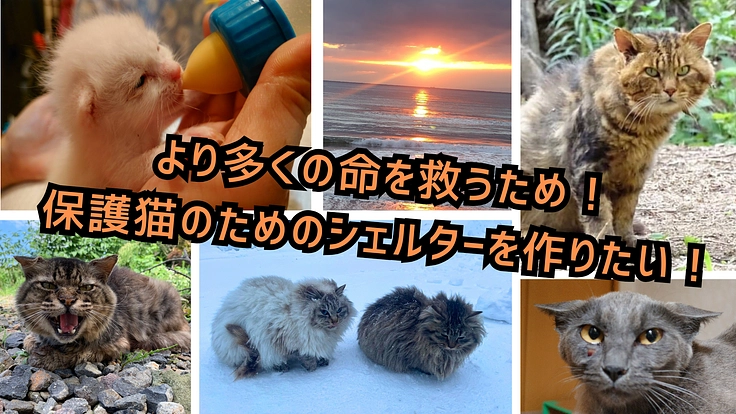 北海道最西端で更に多くの命を救うため！保護猫のシェルターを作りたい