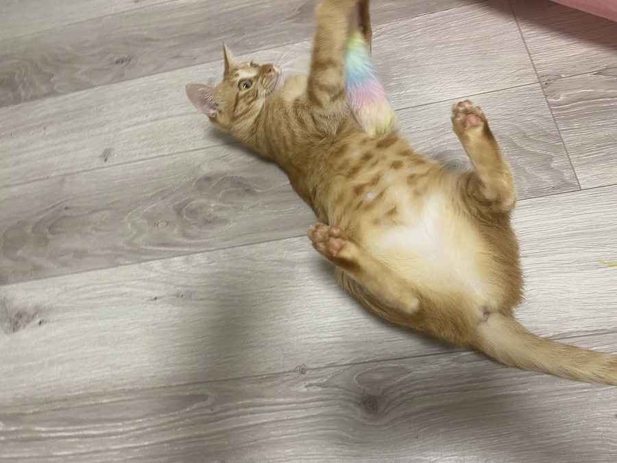 今日のモカ（投薬61日目）🐱⭐️