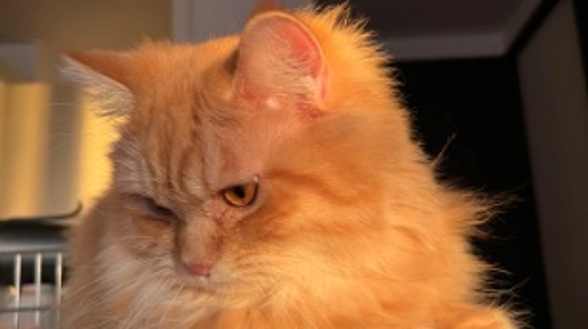 投薬開始から2ヶ月半が経過！