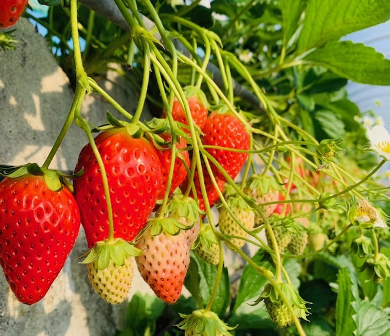 【残り1日】荒廃農地を再生し、久能石垣いちごの輝きを取り戻す挑戦