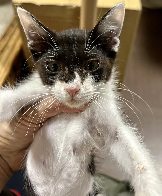 保護依頼は続きます。。。