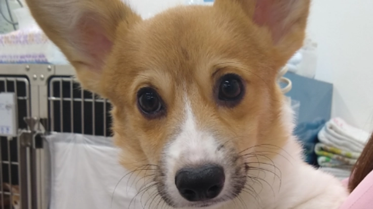 2019年2月3日生まれ♂のコーギーの手術・治療費