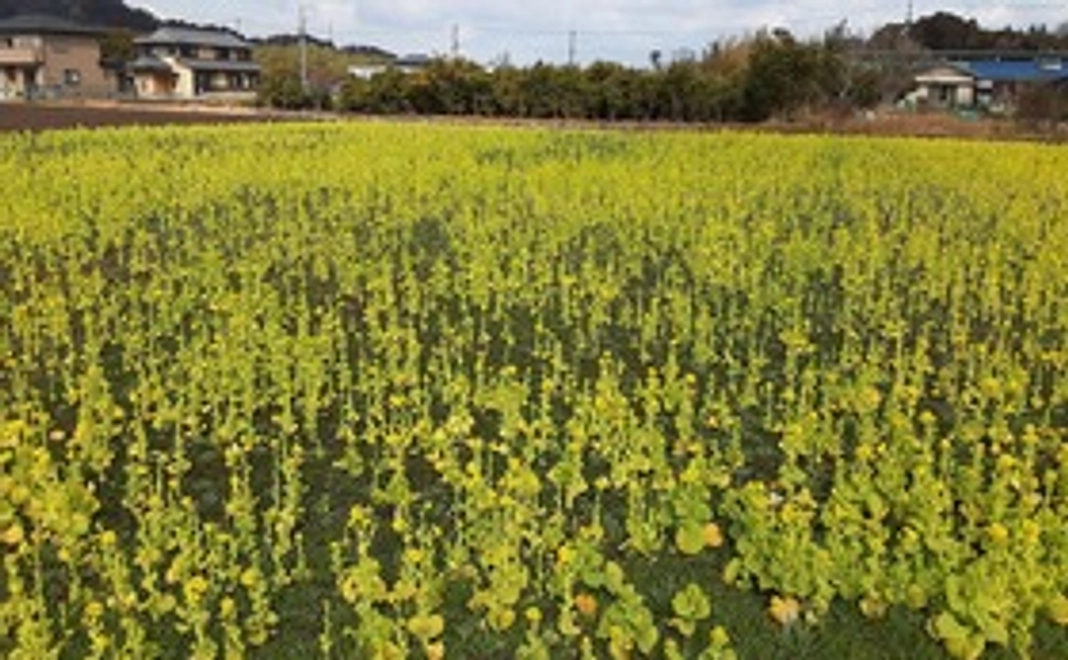 菜の花コース