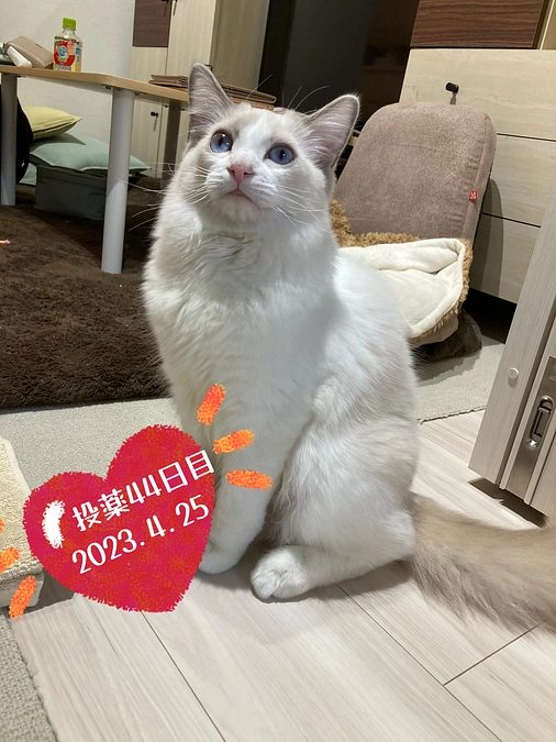 投薬４４日目(2023.4.25)