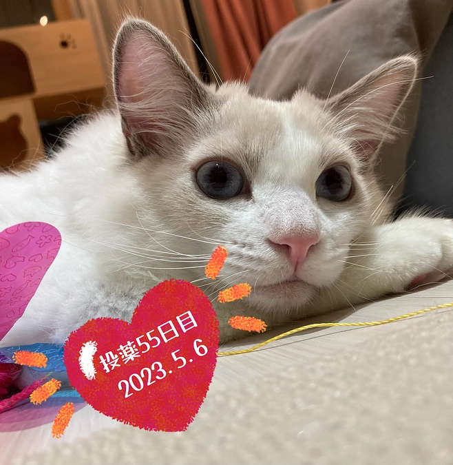 投薬５５日目(2023.5.6)&ご支援のお知らせ