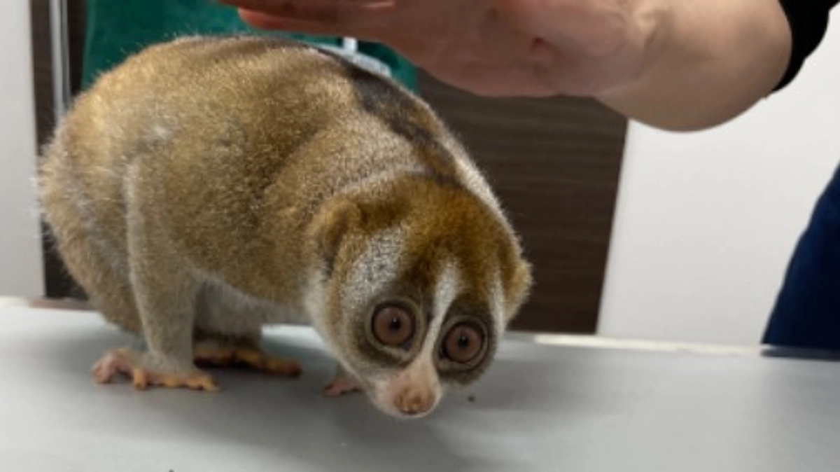 【まさの森活動報告⑫】院長って珍しい動物の飼育経験があるんですよ！