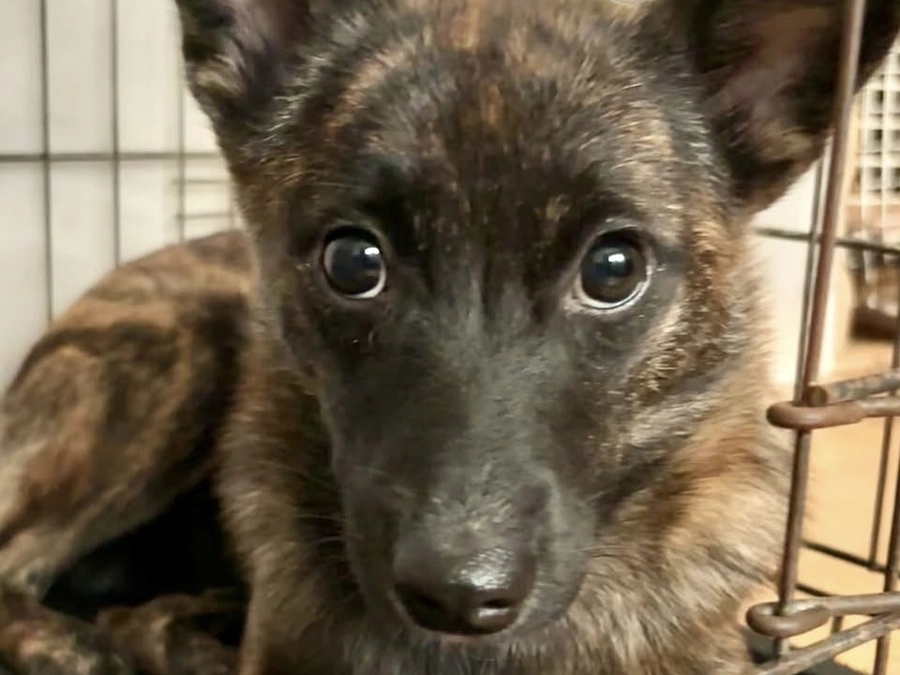 あと2万円で250万円。始まってこの間に寄せられたみなさまの感想にふれて