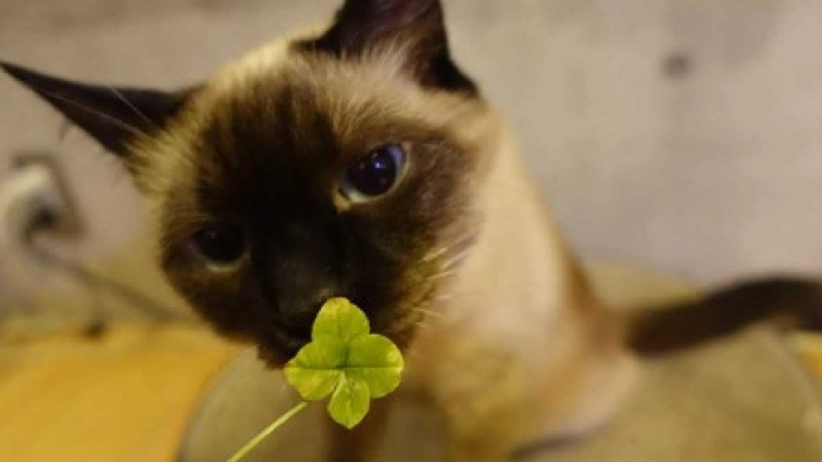 ★2023/7/6★投薬最終日