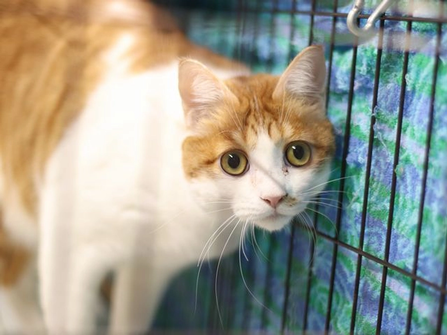 ハッピーバースデーどーもくん！