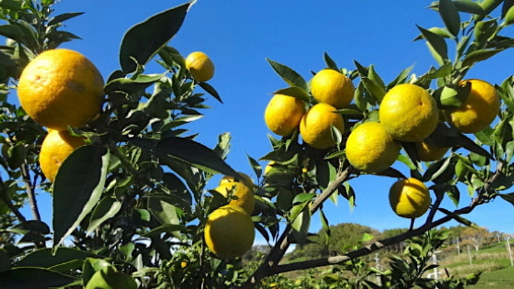 静岡県島田市で荒廃茶園を再生！柑橘類じゃばら栽培で地域活性を