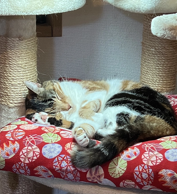 ロビンの穏やかな日々と、自宅でのSUBシステム洗浄への決断