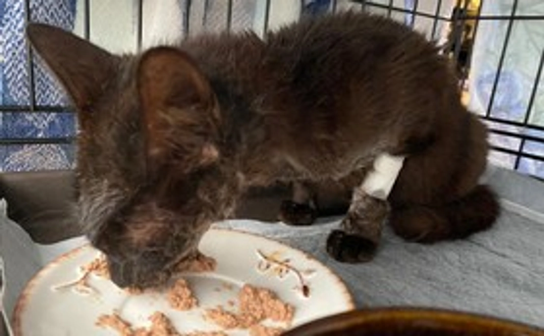 なつのラッキーセブンコース