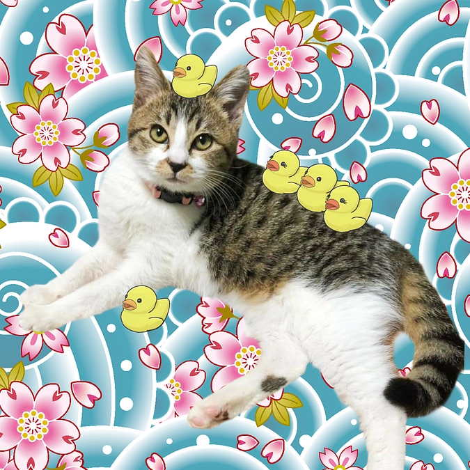 返礼品の発送と奉納札の奉納を完了致しました＆そして嬉しいご報告「パネルから正式譲渡決定　第１号」