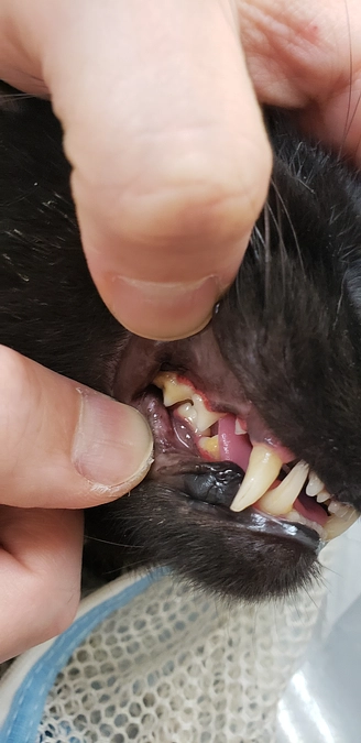 昨日今日のコウ