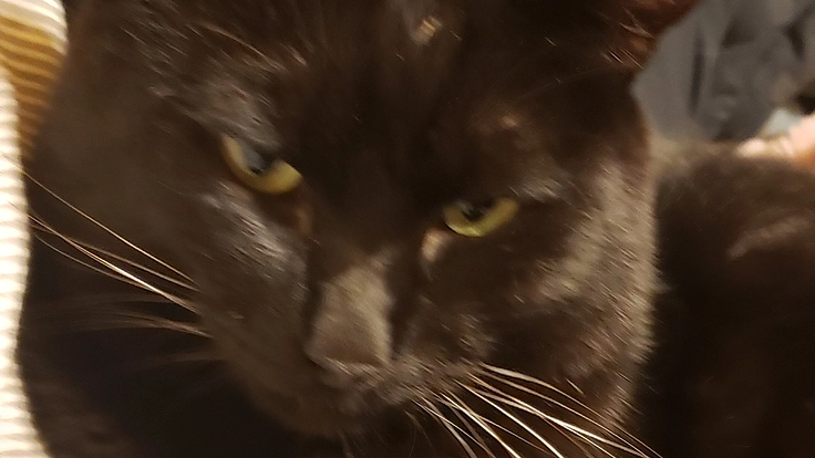 難治性の慢性の歯肉炎口内炎の治療薬是非お力を貸してください