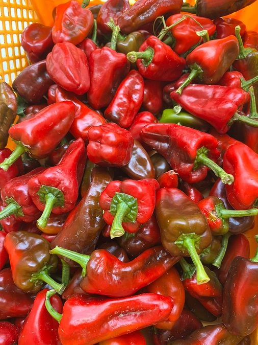 徐々に真っ赤なペペロンチーノが👀