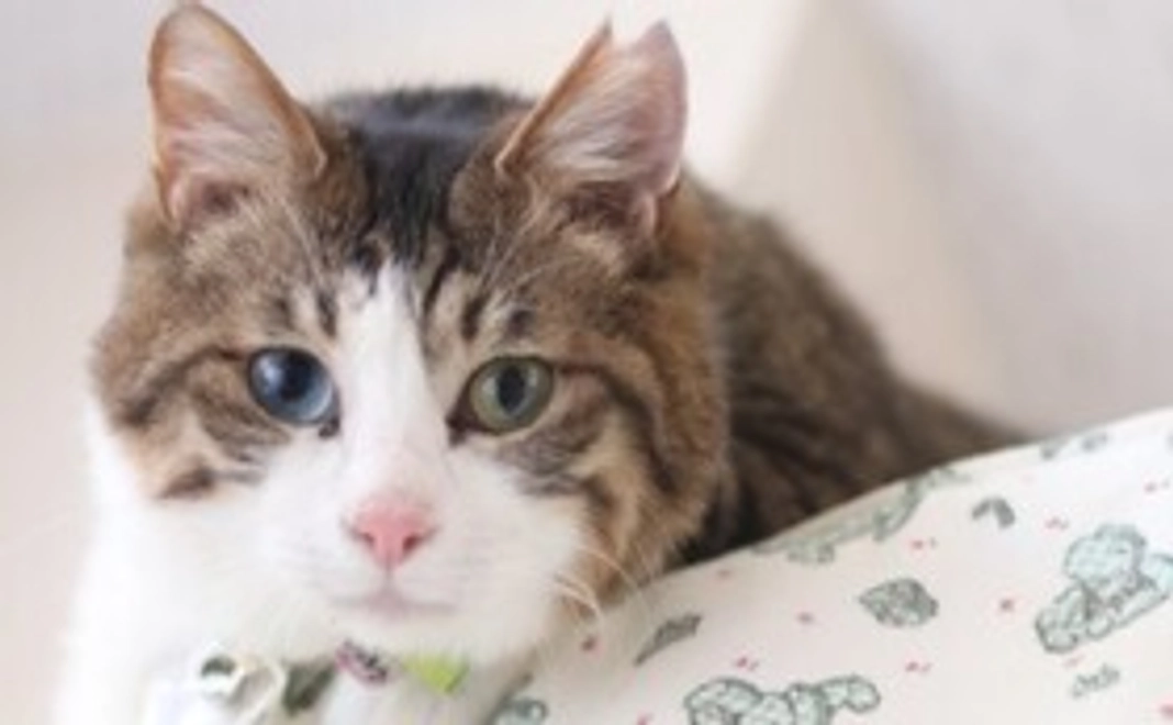 毎月5,000円コース