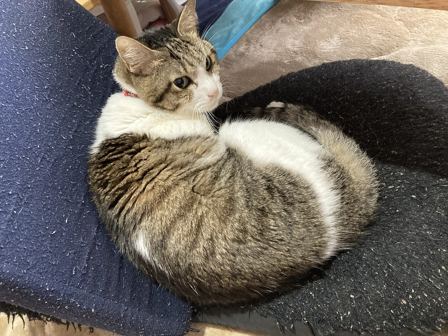 再挑戦が開始しました！