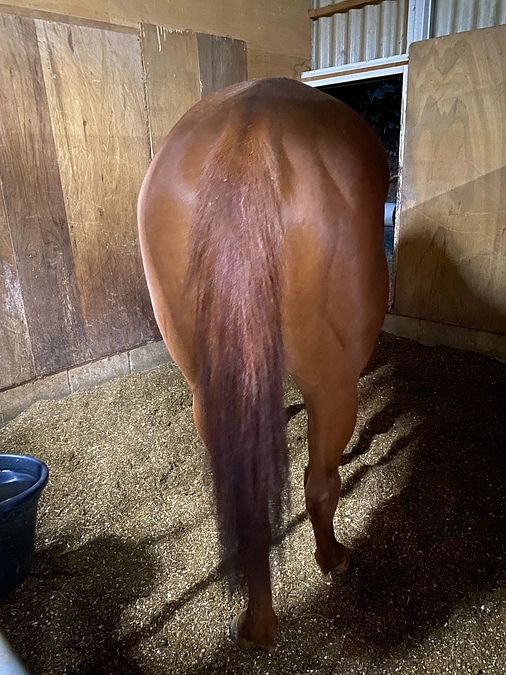 プーリアフレイバーに新しいオーナーさんが！