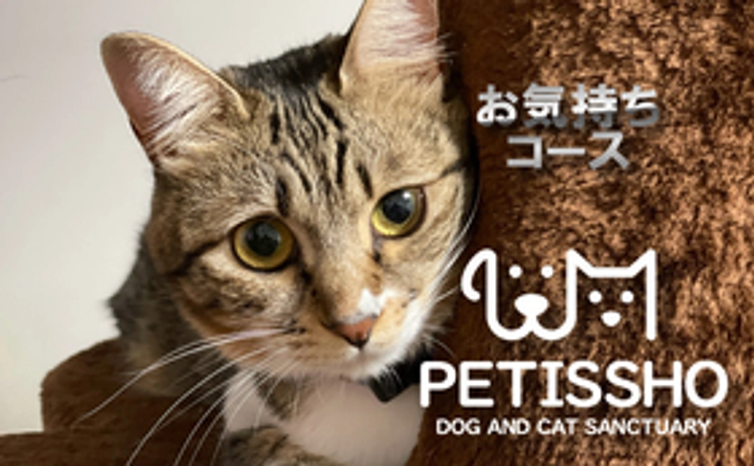 ペティッショ サポーター お気持ちコース