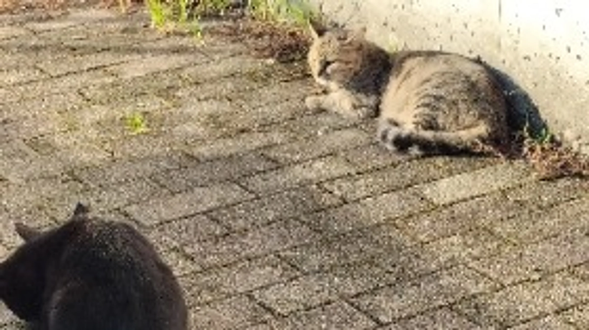 嫌われ猫から看板猫に…