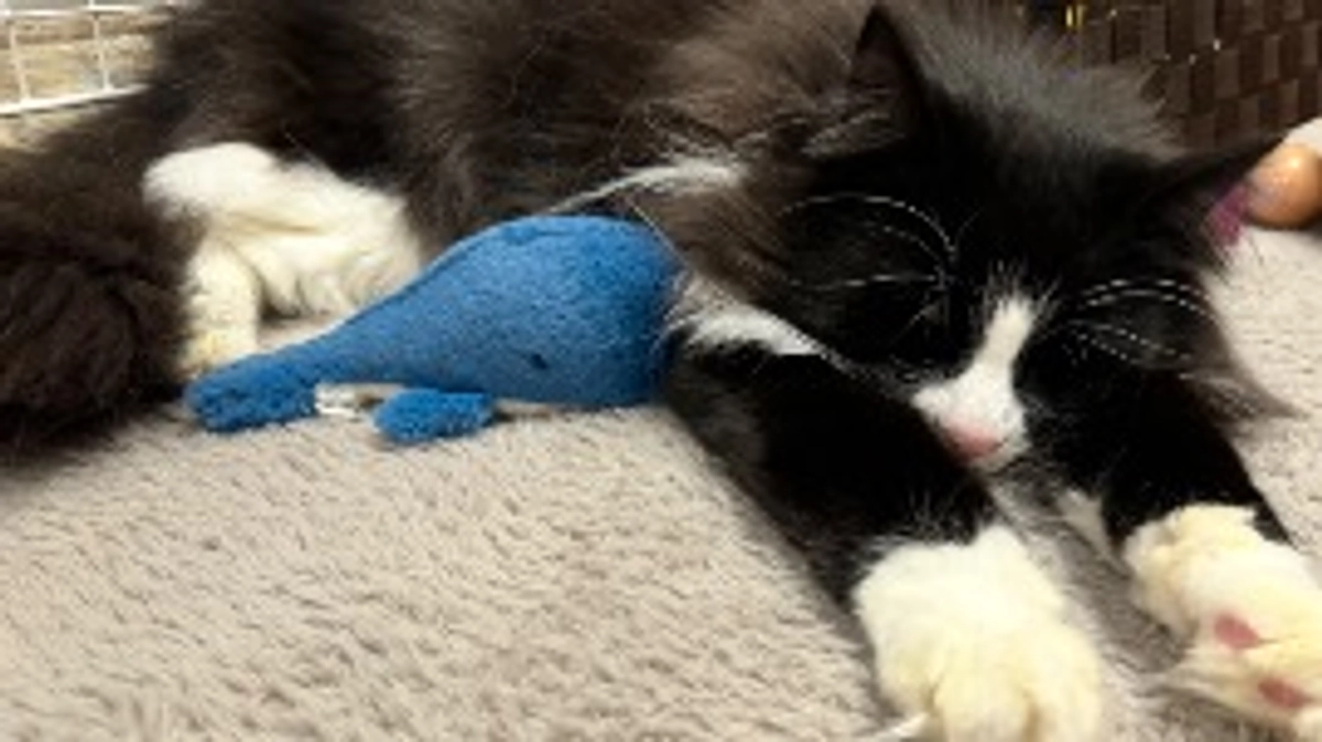 4歳のお誕生日を迎えました🎂