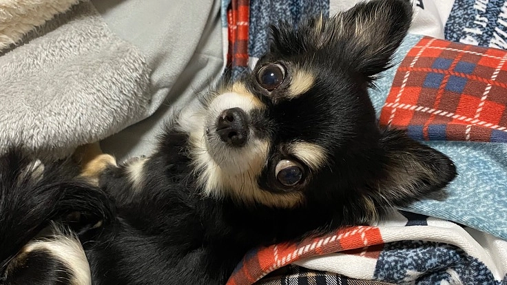 腎臓がんのジャムを救いたい