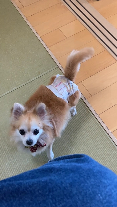 こつぶの視力、一部回復の兆し