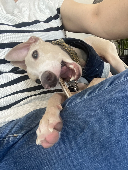 残り10日！達成率33パーセントです