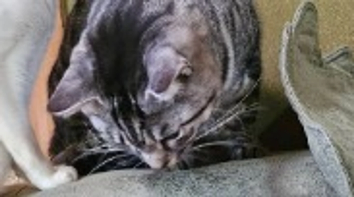 なんとか手術回避！猫に噛まれた親指後日談