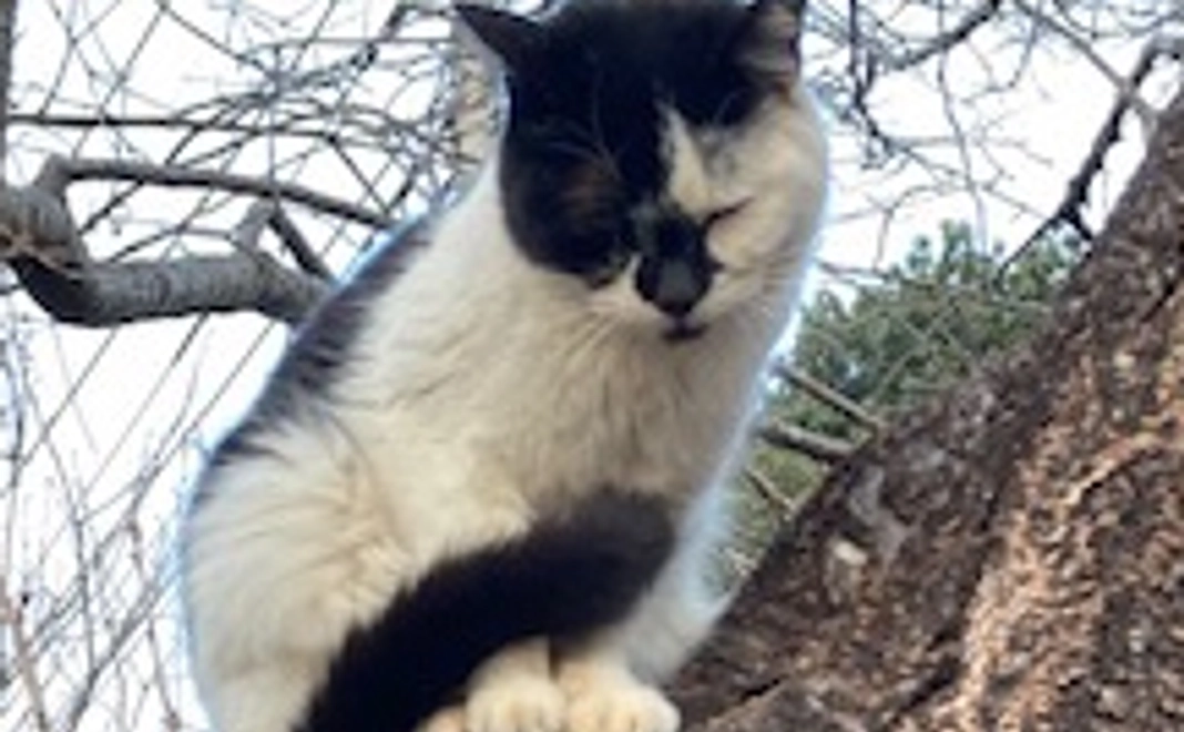 ノラネコご支援2