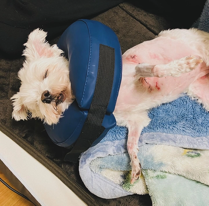 退院しました🥹🥹🥹