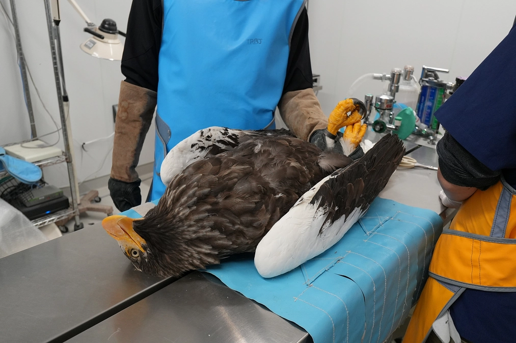 交通事故のオオワシを保護しました