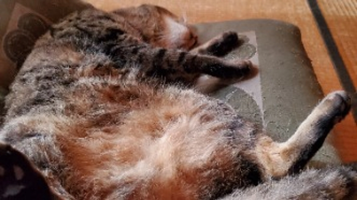 お留守番ご褒美☆