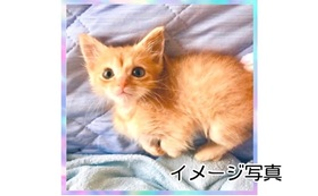 ミニタオル(マイクロファイバー素材)