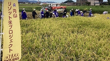 円山地区の特産化を目指し栽培しているリゾット米で酒造りに挑戦 のトップ画像