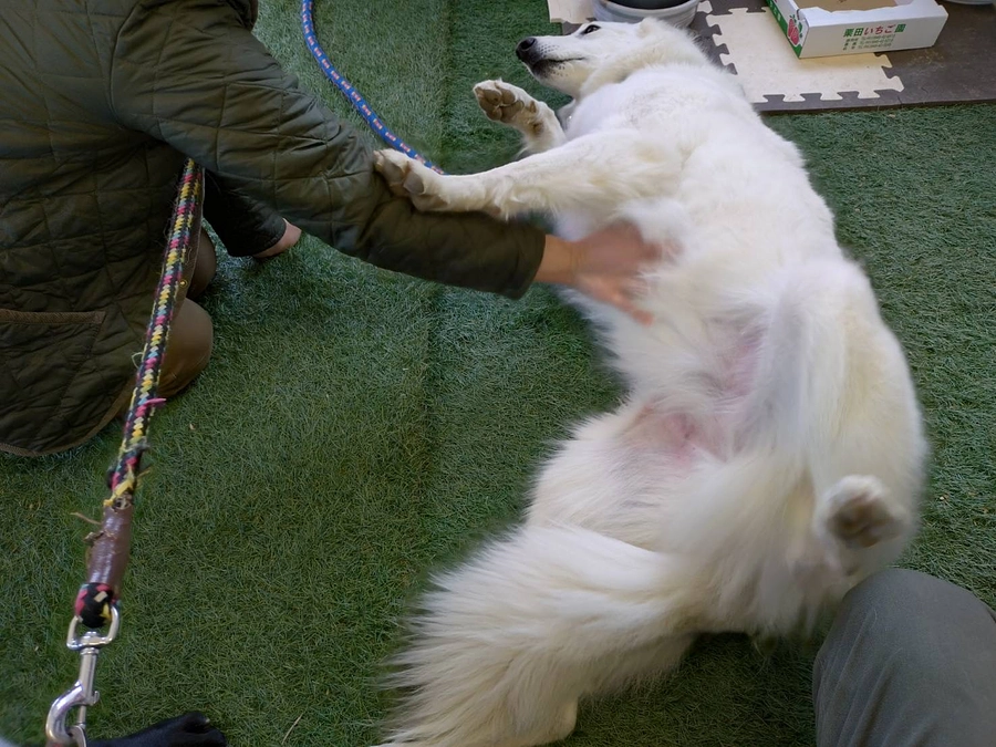 何でも診るということ