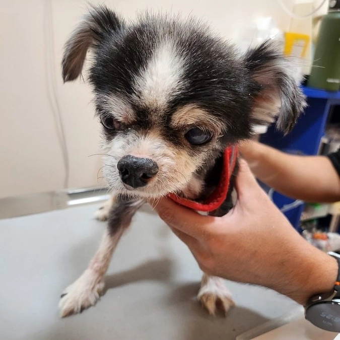 早速のご支援ありがとうございます！シニアドッグ・サポーターでまた1頭幸せに！