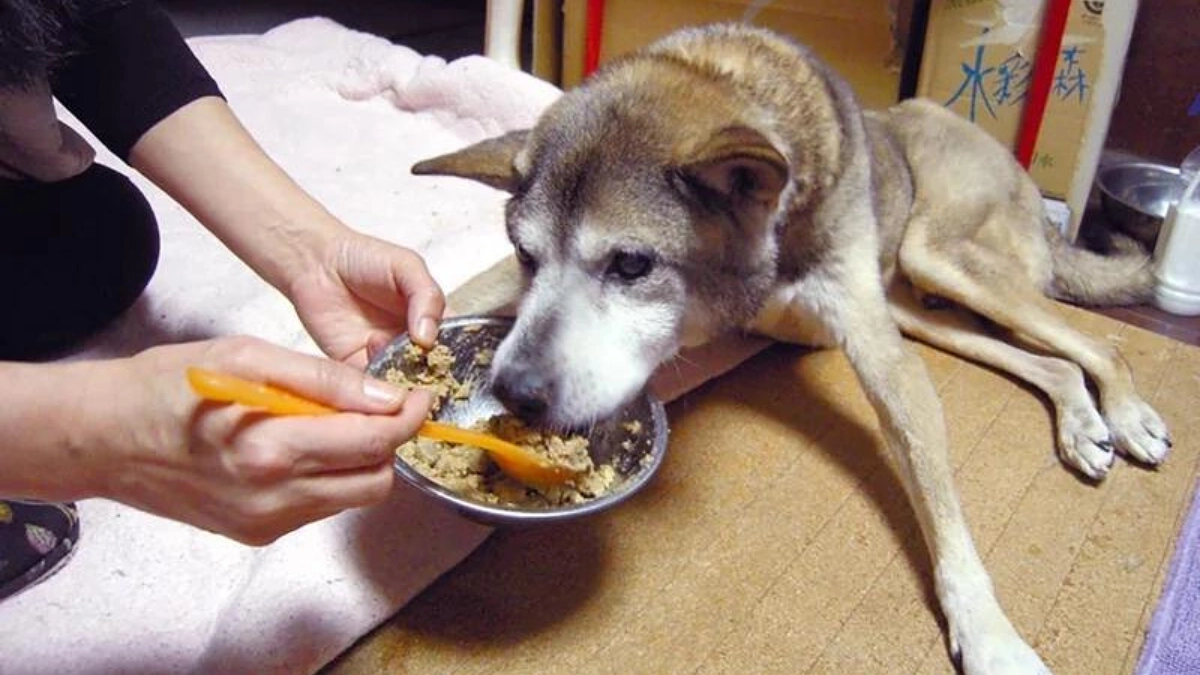 【50％到達まであと23万円！】「犬は要らない」と公園につながれて捨てられていた犬、ジャックのお話。