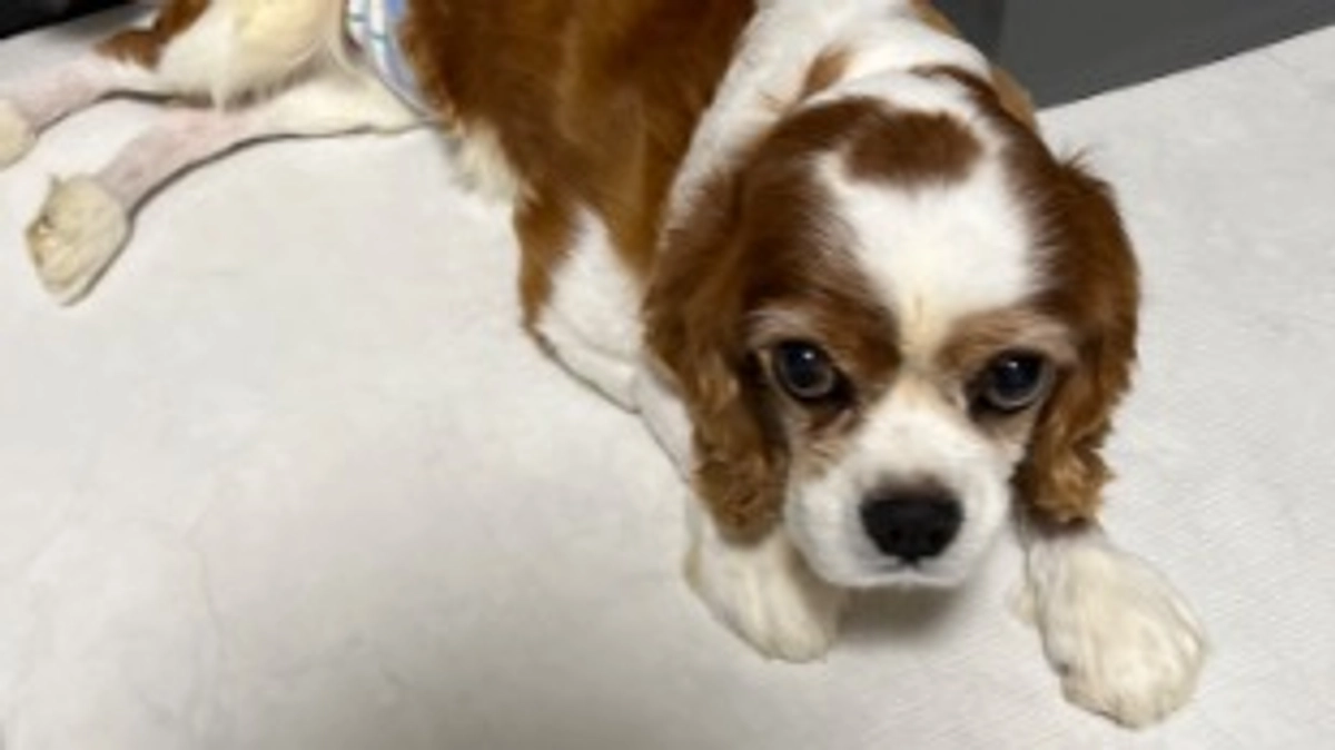 退院3日目。2023年最後はルイと一緒に✨