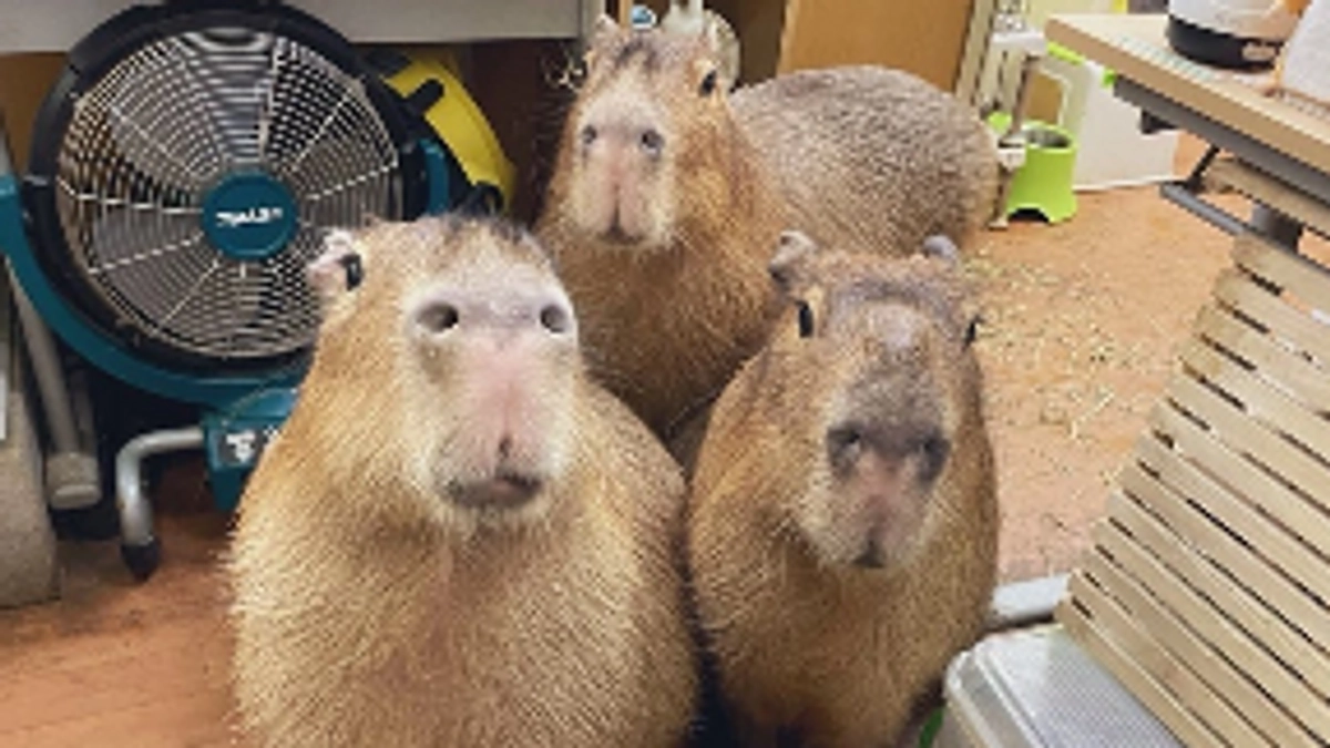 Thank you everybody! 皆さま有難うございました。