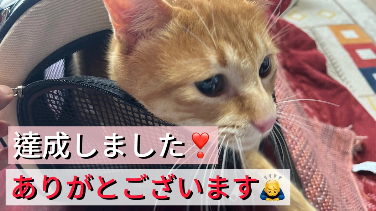 ⭐️クラファン達成しました⭐️