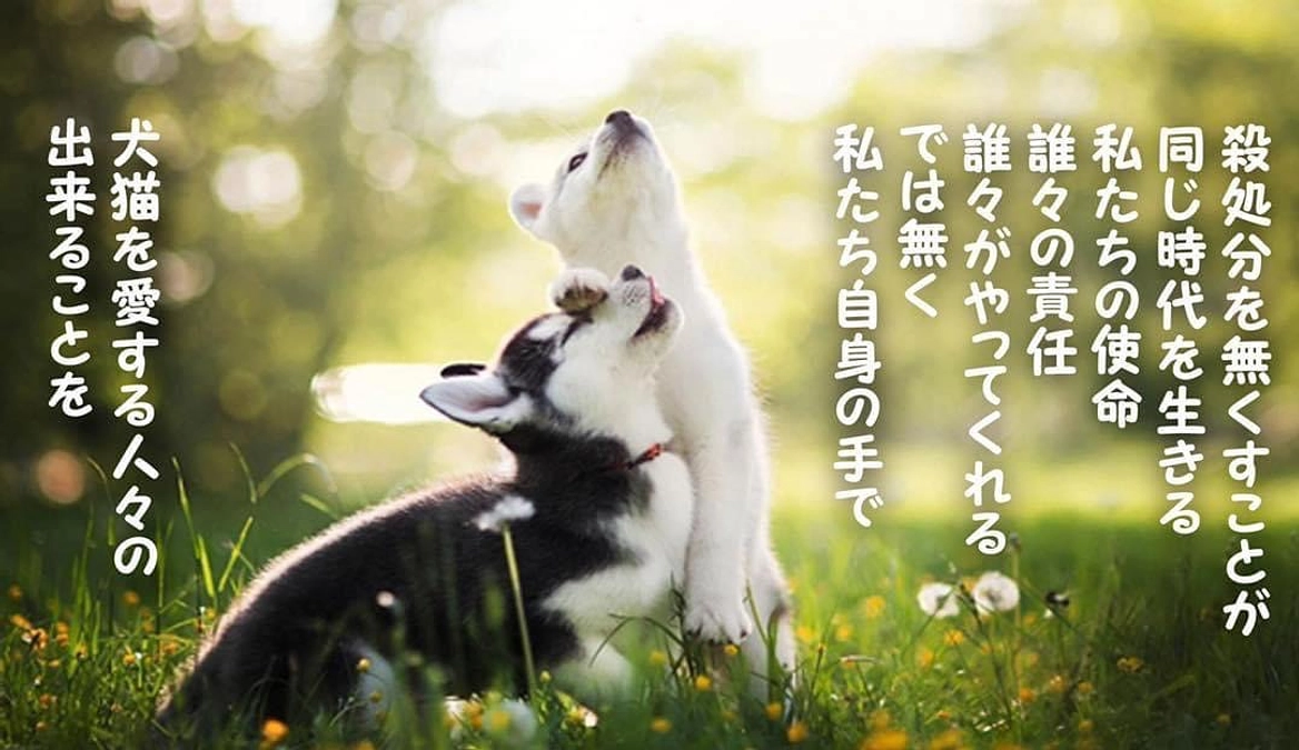 残り【5日】私たちは殺処分のない社会へ全力を尽くします。