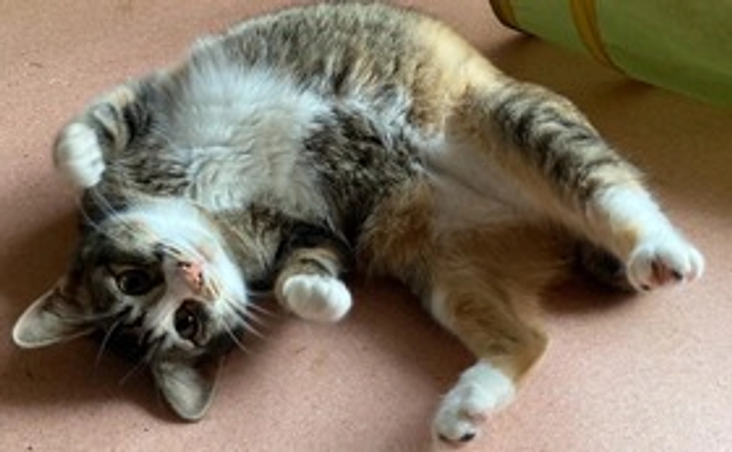 まったりフレンズコース(あずき、来て来て、待ってるにゃん)